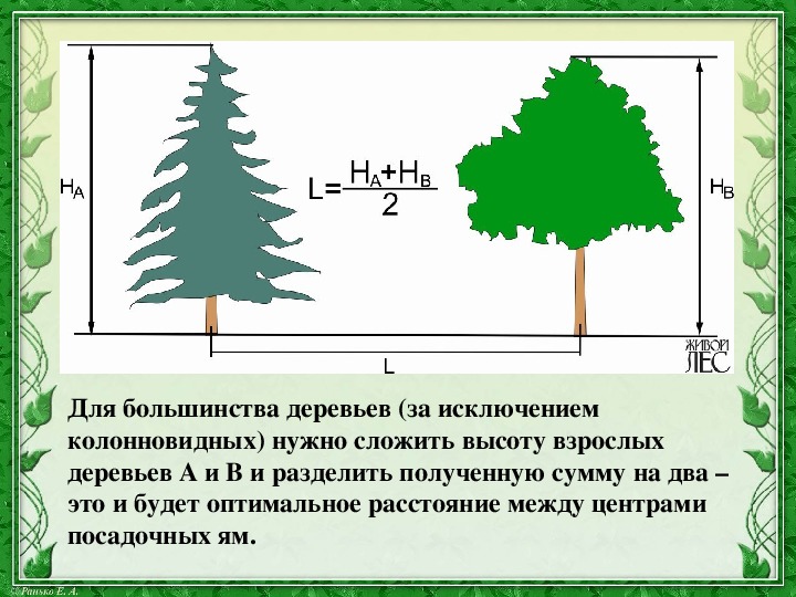 На каком расстоянии нужно сажать деревья. Посадка деревьев для презентации. Высота большинства деревьев. Расстояние при посадке деревьев. На каком расстоянии сажать дубы друг от друга.