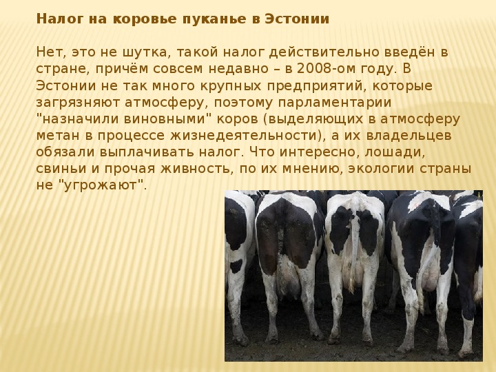 Сколько коров в мире. Налог на коровье Пуканье. Налог на корову. Коровы выделяют метан. Животные выделяющие метан.