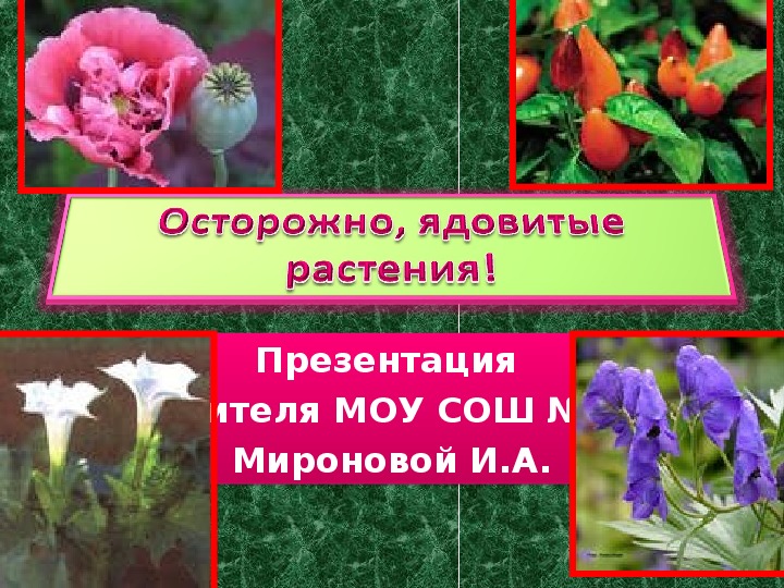 Презентация по биологии на тему:  " Осторожно, ядовитые растения"