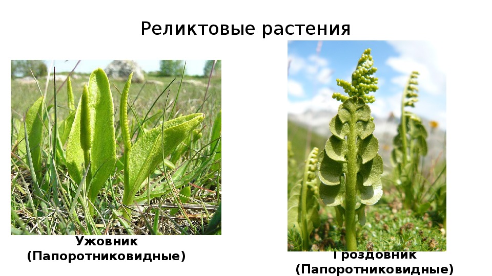 Презентация на тему историческое развитие растительного мира