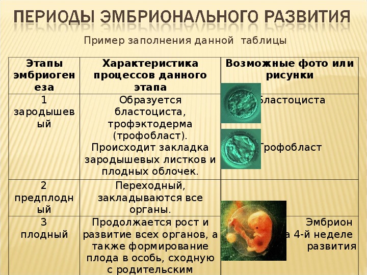 Развитие плода схема