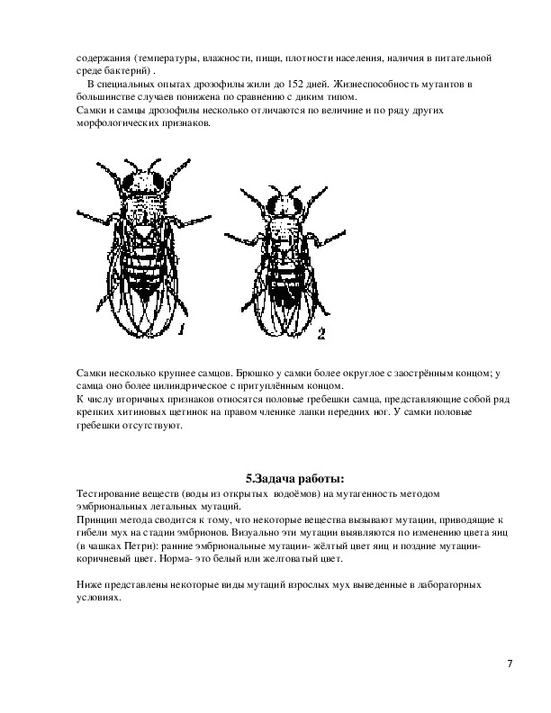 Какие причины могут вызвать мутации у дрозофил. Мутации дрозофилы. Мутации щетинок у мушки дрозофилы. Мутации дрозофилы таблица. Мутации у мухи дрозофилы определение.