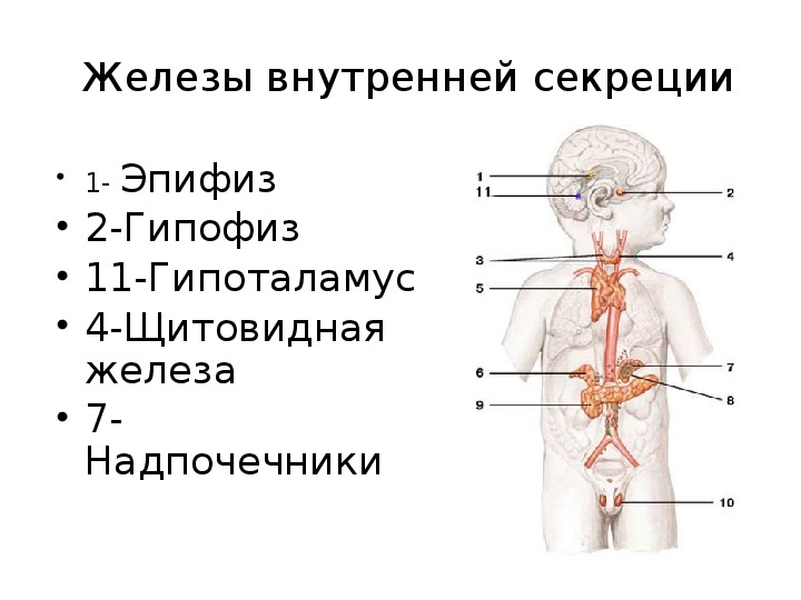 Укажите железу по изображению