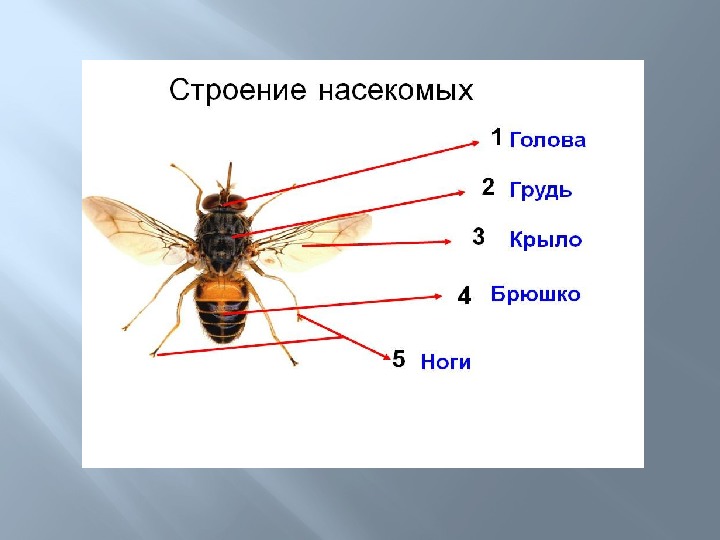 Признаки насекомых картинка