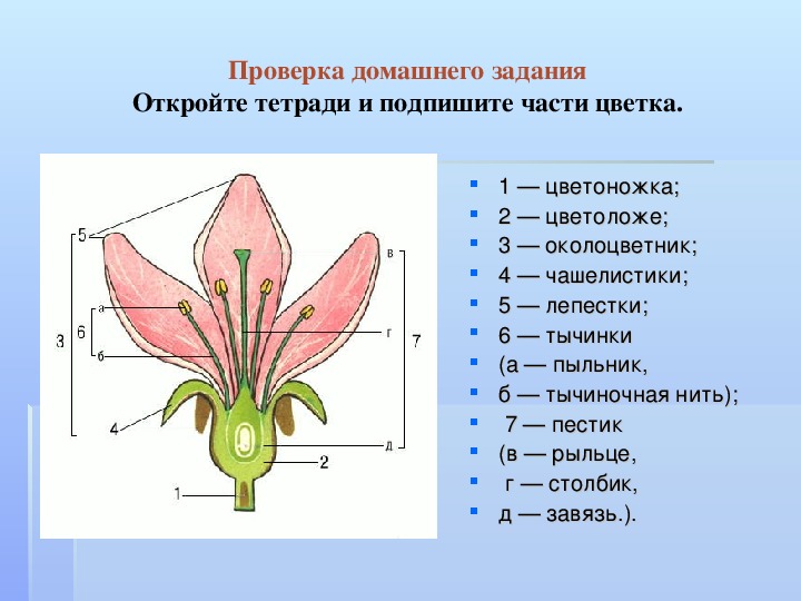 Размножение растений 6 класс тест с ответами