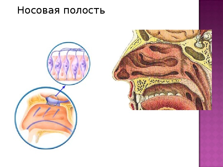 Чем выстлана носовая полость. Склерома носовой полости. Высокая анемизация полости носа. Полость носа. Источники развития..