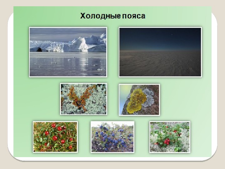 География презентация полярная. Растения холодного пояса. Природа умеренных и Полярных поясов. Природные зоны полярного пояса. Природа умеренных и Полярных поясов 6 класс 8 вид.