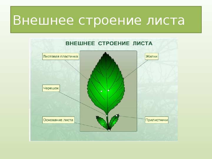 Составляющая листа. Внешнее строение листа схема. Внутреннее строение листовой пластинки биология 6 класс. Схема строения листа биология 6 класс. Части листа биология 5 класс.