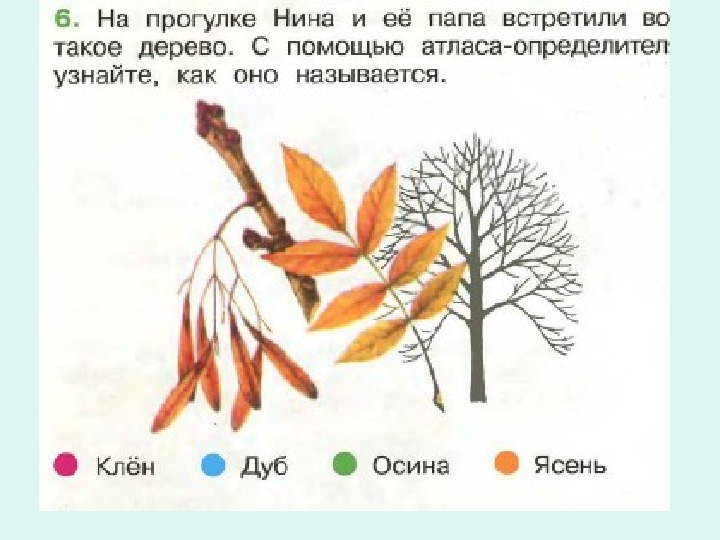 Листья падают с дуба ясеня. Листья осины и ясеня. Деревья клен дуб осина ясень.