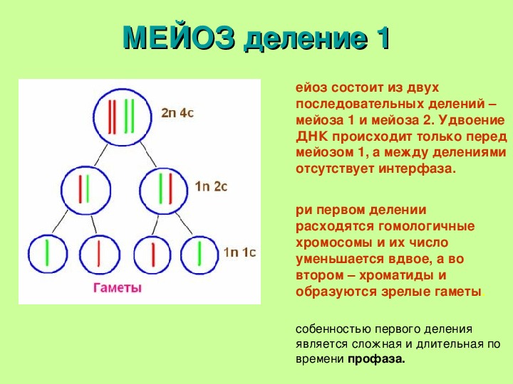 Мейоз тест 10 класс биология. Развитие половых клеток мейоз оплодотворение 9 класс. Образование половых клеток мейоз. Мейоз состоит из двух делений. Удвоение ДНК происходит.