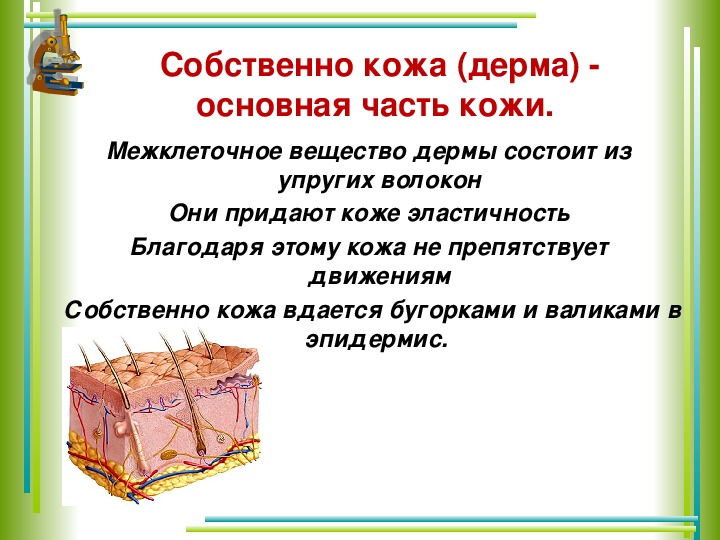 Кожа наружный покровный орган 8 класс презентация