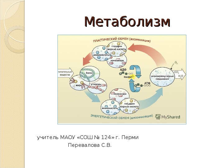 Презентация к уроку " Метаболизм" 9 класс