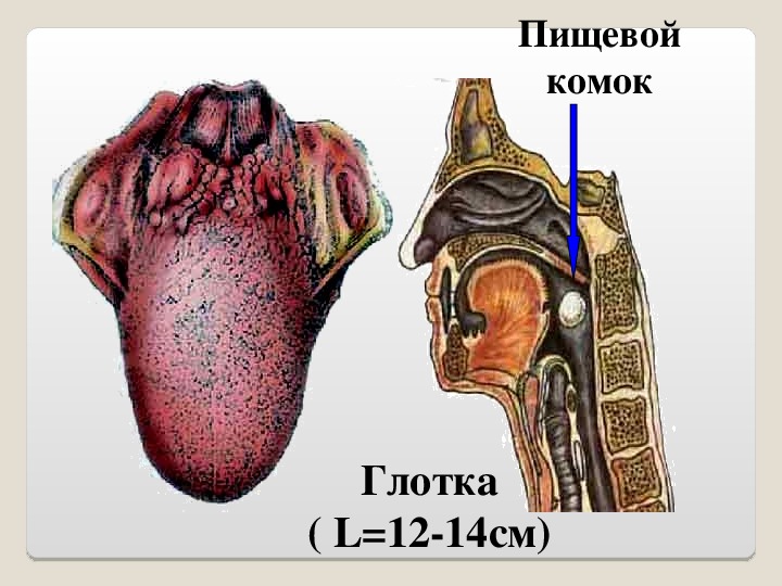 Регуляция пищеварения 8 класс презентация