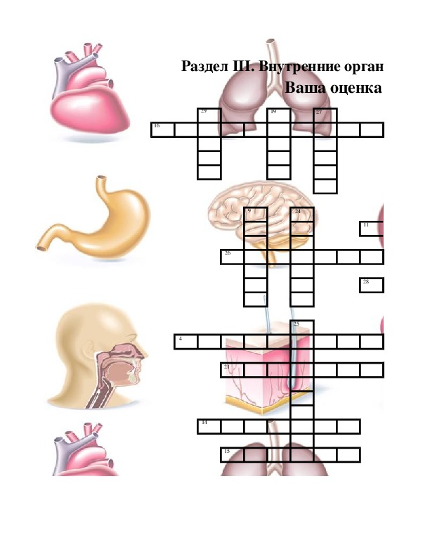 Вопросы про орган. Кроссворд на тему человеческие органы. Кроссворд на тему органы человека. Вопросы на тему органы человека. Кроссворд по анатомии.