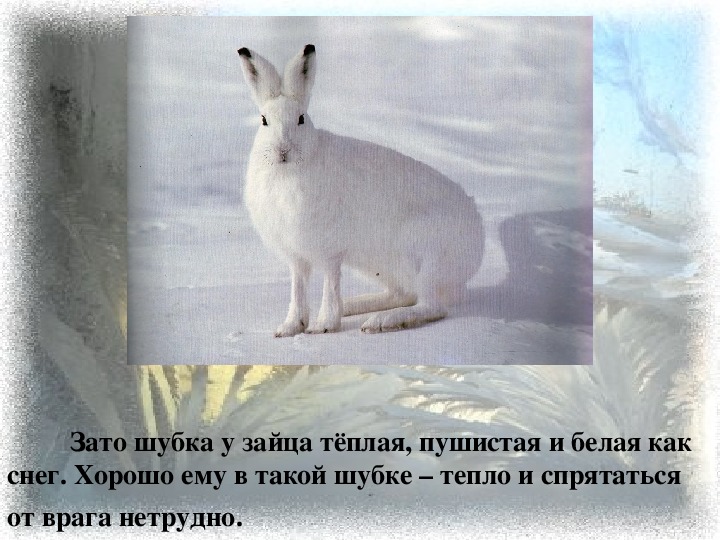Шубка зайца зимой. Заяц в белой шубке. Заяц зимой рассказ для детей. Зайцы зимой живут возле деревни впр ответы