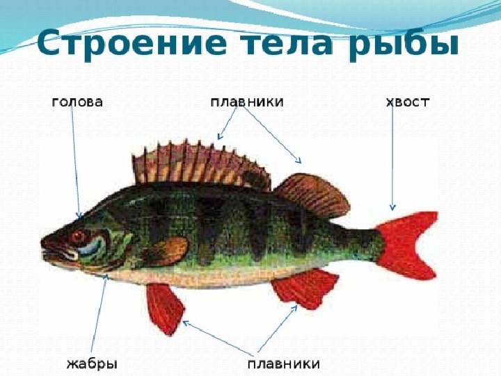 Картинка строение тела рыбы 1 класс