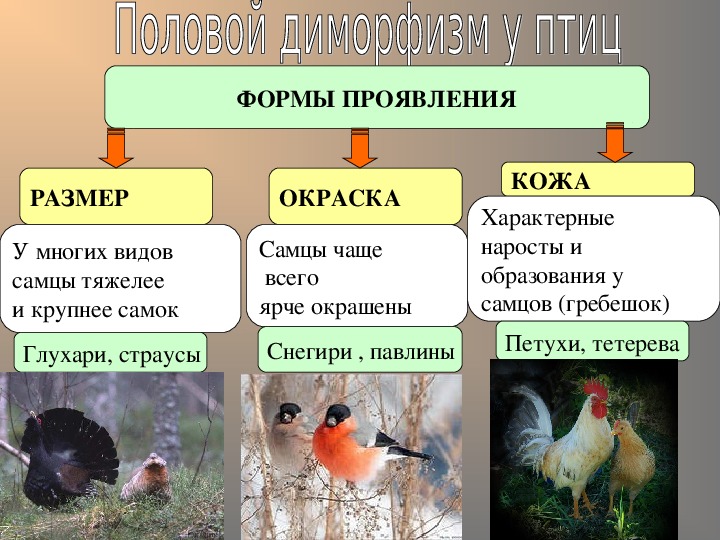 Годовой жизненный цикл птиц 7 класс