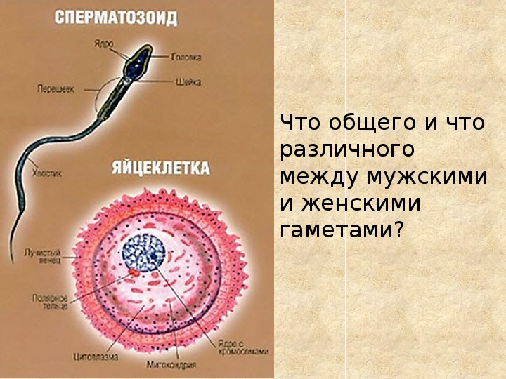 Название женской половой клетки. Яйцеклетка человека гистология. Строение половых клеток яйцеклетка. Строение яйцеклетки гистология. Строение яйцеклетки и сперматозоида.