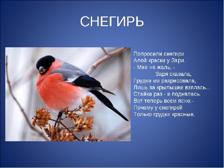 Проект "Покормите птиц зимой", для дошкольников - презентация, доклад, проект ск