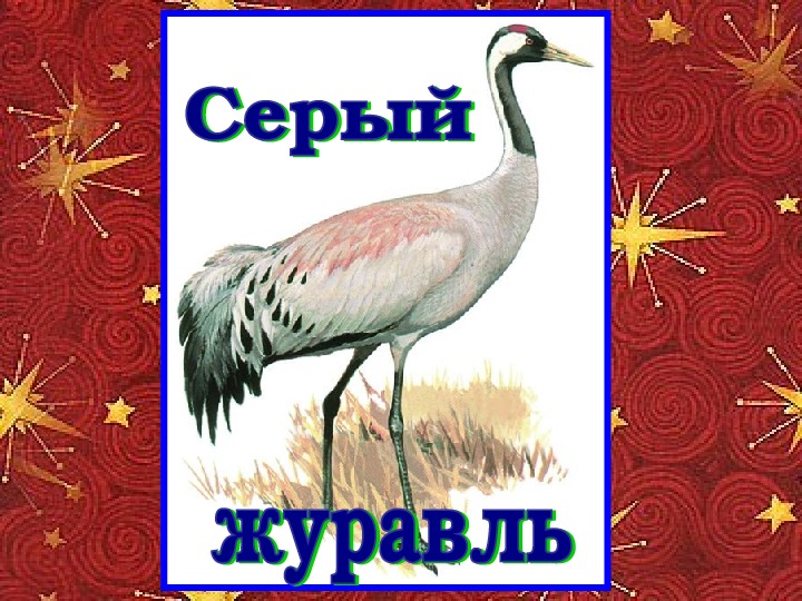Красная книга республики беларусь животные
