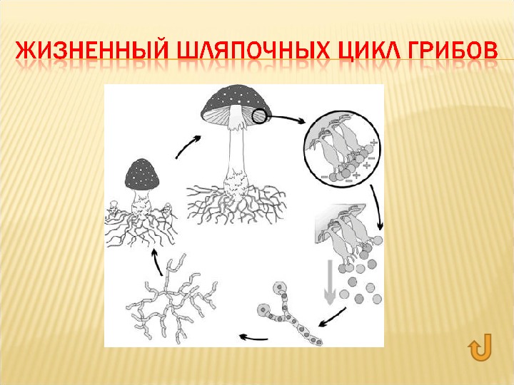 Вегетативные споры грибов. Жизненный цикл шляпочного гриба. Схема размножения гриба. Размножение грибов грибов. Размножение шляпочного гриба схема.