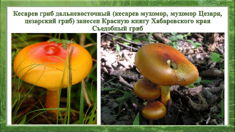Фото грибов которые занесены в красную книгу