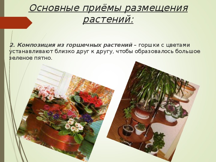 Комнатные растения в интерьере 6 класс
