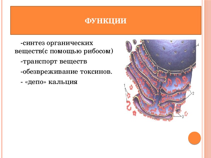Презентация по биологии на тему " Органоиды клетки- Эндоплазматическая сеть" ( 10 класс , биология)