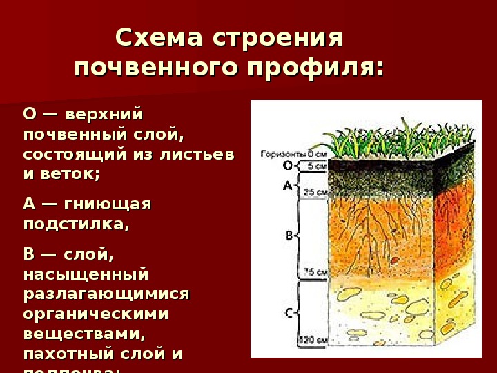 Два слоя почвы