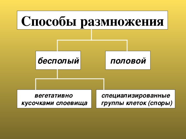 Размножение лишайников 5 класс биология схема