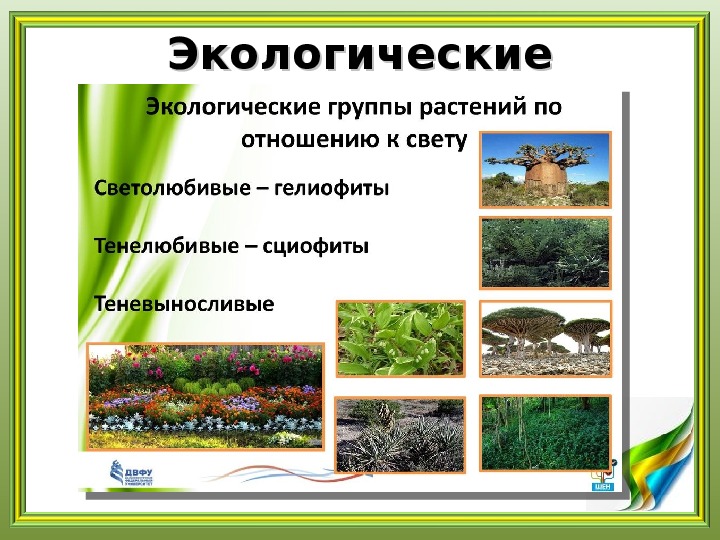 Экология группы растений. Экология подготовка к Олимпиаде. Тест по биологии экологические группы растений.