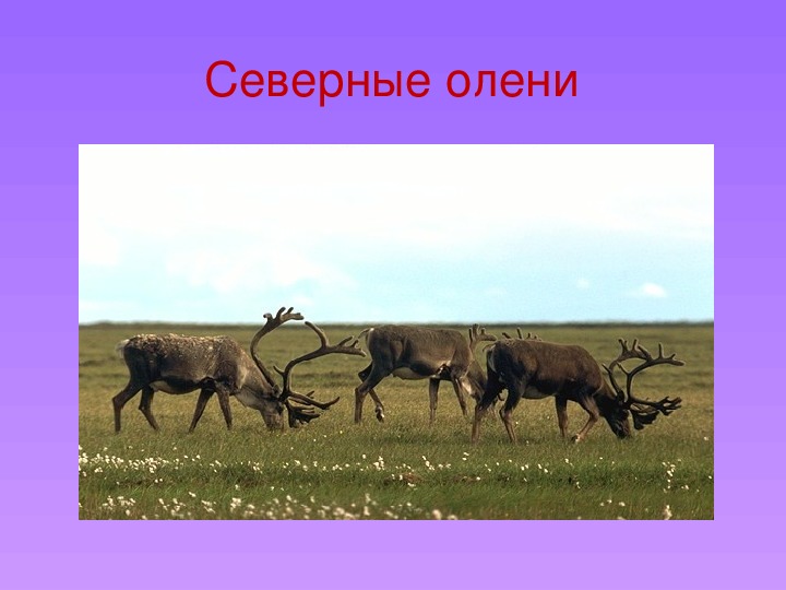 Тундра 4 класс окружающий мир презентация