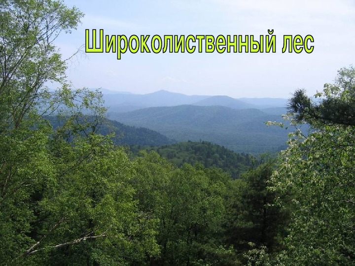 Презентация " Широколиственный лес" по предмету окружающий мир,для 3-4 классов