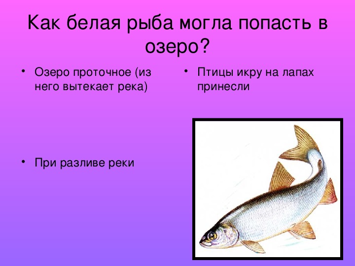 Какая рыба плохая. Белая рыба Васюткино озеро. Рыбы из рассказа Васюткино озеро. Рассказ о рыбе. Что такое белая рыба из рассказа Васюткино озеро.