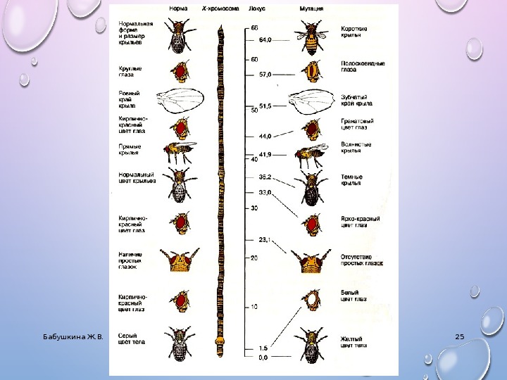 Признаки плодовой мушки. Генетическая карта хромосом дрозофилы. Хромосомная карта дрозофилы. Генетическая карта х хромосомы дрозофилы. Карты хромосом дрозофилы биология.