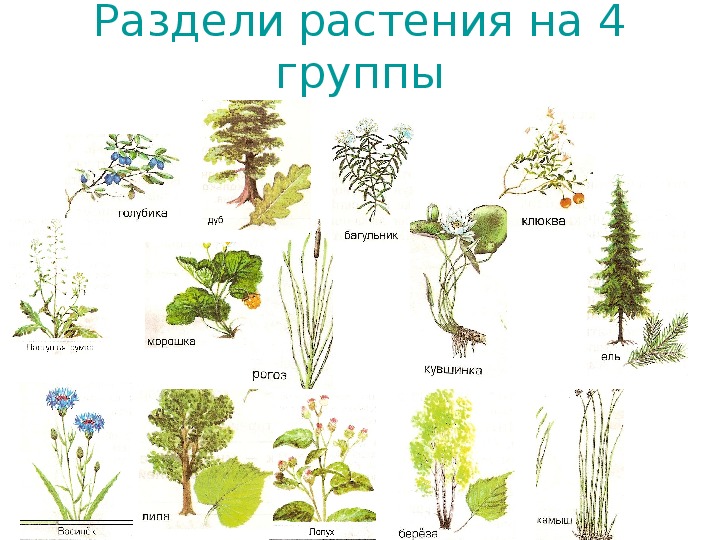 На какие две группы можно разделить растения. Разделение растений на группы. Растительный мир делится на группы. Растения делят на группы.