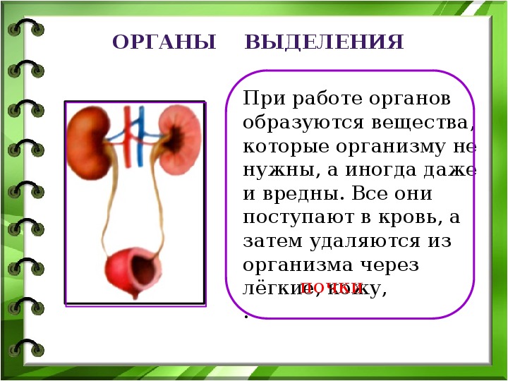 Презентация по человеку и миру 3 класс