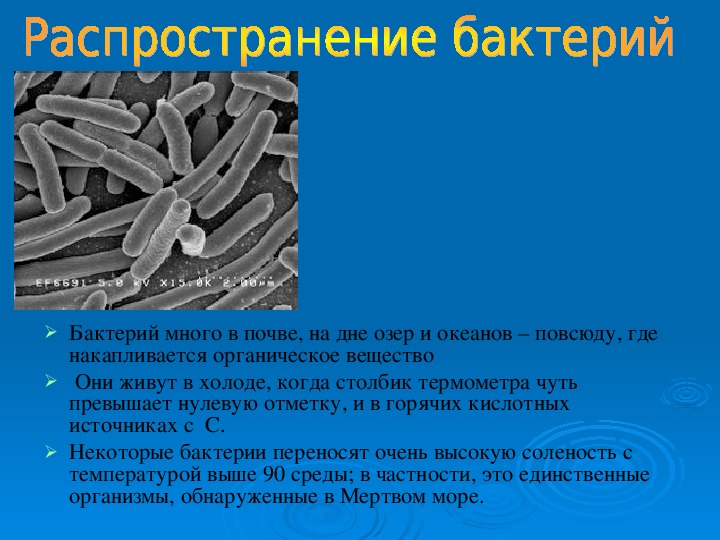 Проект полезные бактерии 5 класс