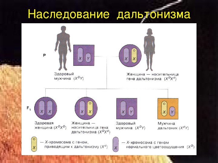 Дальтонизм презентация по генетике