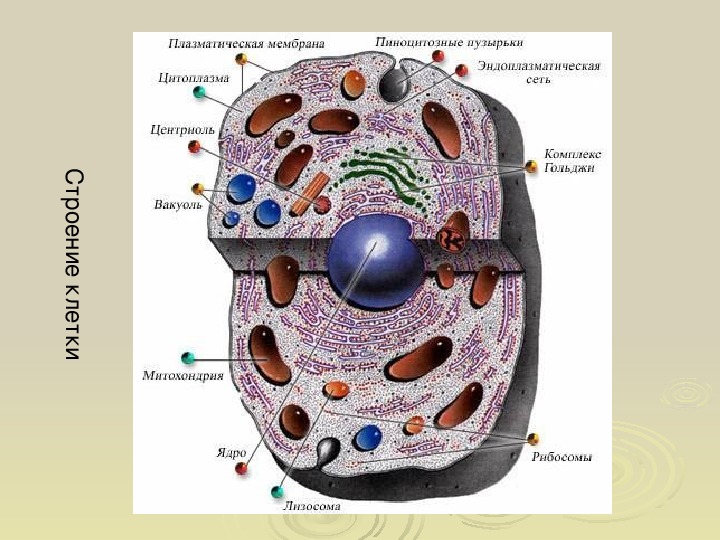 Презентация по биологии "Строение клетки"