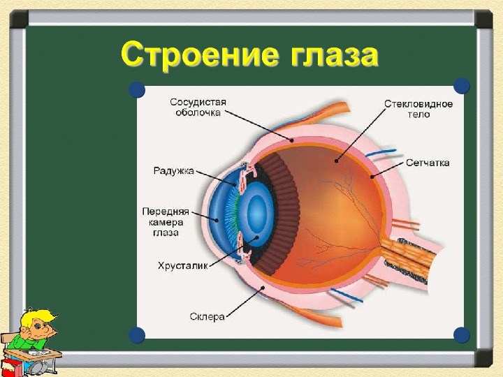 Доклад по физике на тему зрение. Оптическая система глаза строение глаза физика. Глаз как оптическая система физика строение. Строение глаза анатомия физика. Строение оптической системы глаза человека.