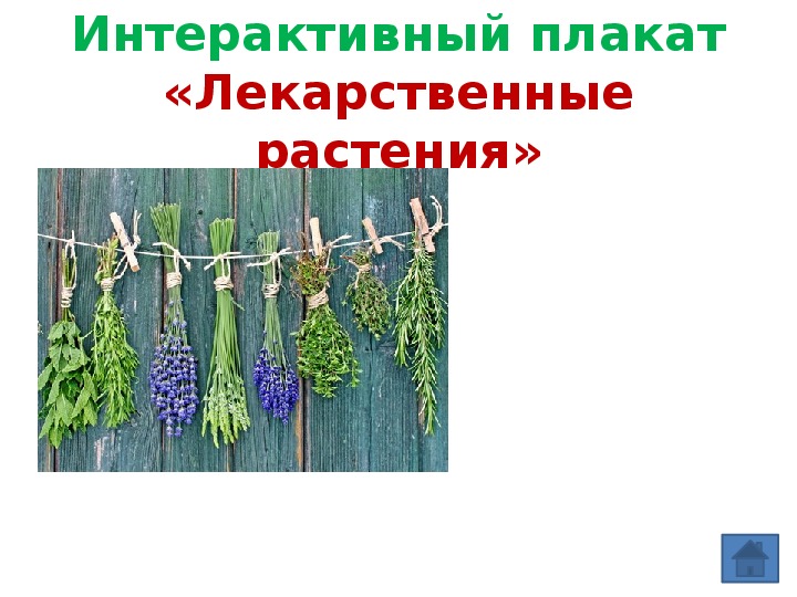 Обложка для материала Интерактивный плакат "Лекарственные растения"