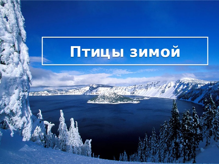 Обложка для материала Птицы зимой