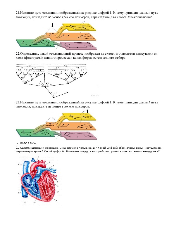 Егэ биология задания с рисунком