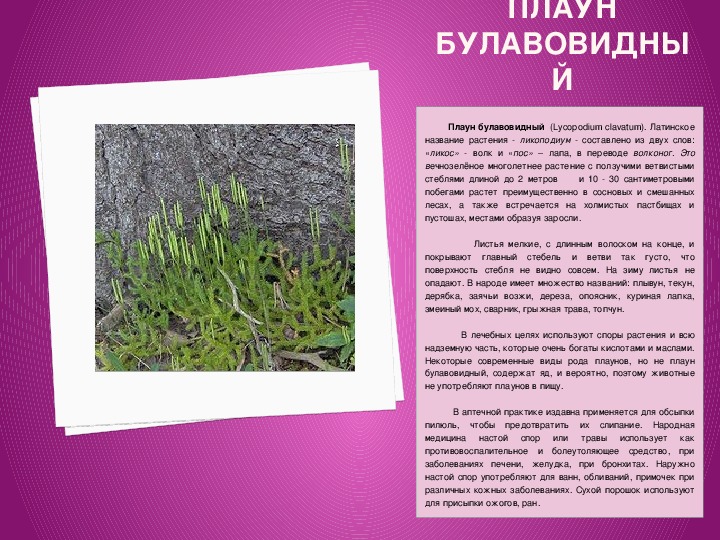 Проект "Лекарственные растения Подмосковья занесенные в Красную книгу" (3 класс)