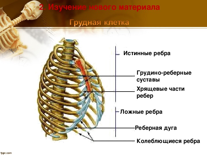 Реберная дуга фото