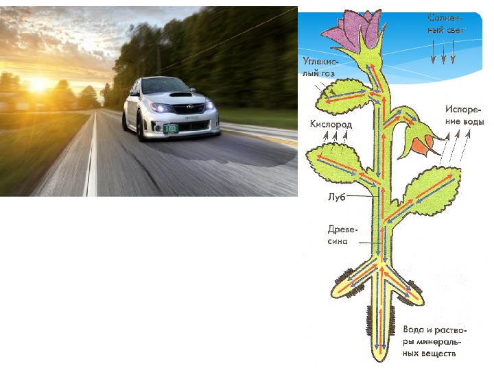 Тест передвижение веществ у растений 6 класс. Транспорт растений. Схема передвижения веществ у растений. Передвижение веществ по растению. Транспорт веществ у растений.