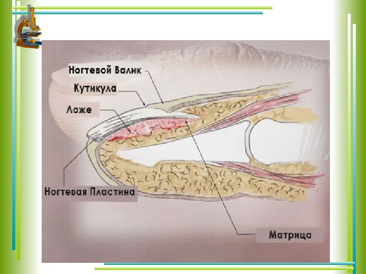 Где находится ногтевое ложе фото