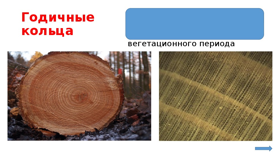 Что такое годичное кольцо. Годичные кольца древесины биология 6 класс. Образование годичных колец. Годичные кольца древесины процессы в течении вегетации. Вегетационный период годичных колец.