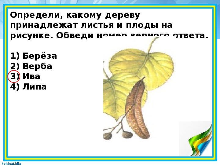 Определи какому дереву принадлежат листья и плоды на рисунке обведи номер верного ответа